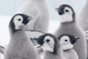 Emperor Chicks