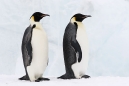 Emperor Pair