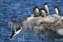 Flying Penguin