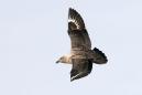 Flying Skua