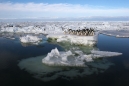 Pack Ice