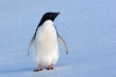 Penguin Portrait