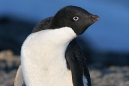 Penguin On Blue
