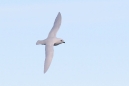 Snow Petrel