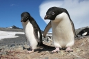 Two Penguins