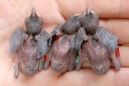 Purple-crowned Fairy-Wren Nestlings
