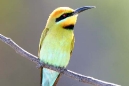 Rainbow Bee-Eater
