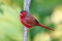 Crimson Finch