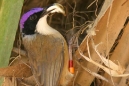 Fairy-Wren Nest