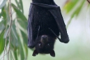 Black Fruit Bat