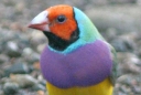 Gouldian Finch