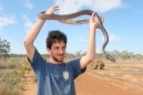 Black-headed Python