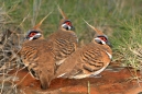 Spinifex Pigeons