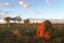 Termite Mounds