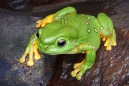 Magnificent Tree Frog