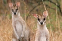 Agile Wallabies