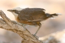 Gray-crowned Babbler