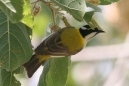 Black-chinned Honeyeater
