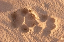 Dingo Tracks