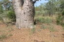 Buried Under a Boab