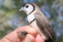 Double-barred Finch