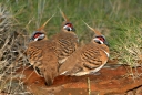 Spinifex Pigeons