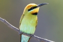 Rainbow Bee-Eater