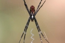 St. Andrews Spider