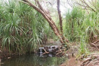 Pandanus