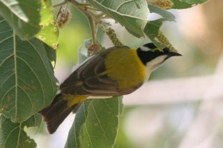 Black-chinned Honeyeater