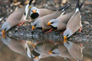 Long-tailed Finches