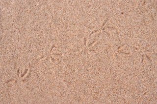 Pigeon Tracks