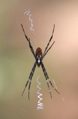 St. Andrews Spider