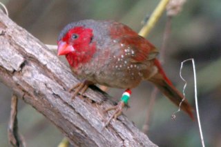 Crimson Finch