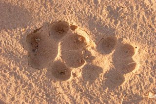 Dingo Tracks
