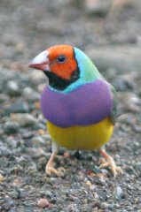 Gouldian Finch