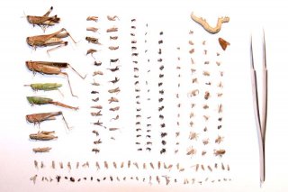 Insects
