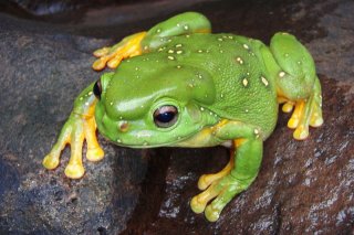 Magnificent Tree Frog  
