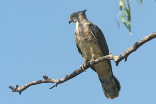 Pacific Baza