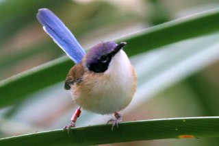 Purple-crowned Fairy-Wren
