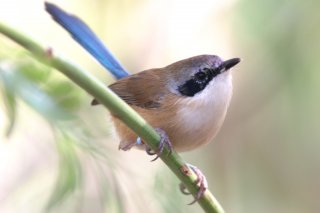 Purple-crowned Fairy-Wren