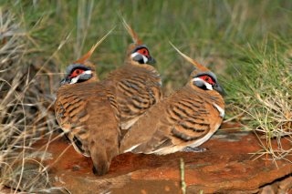Spinifex Pigeons