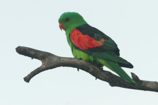 Red-winged Parrot