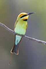 Rainbow Bee-Eater