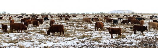 Cows
