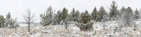Steens Snow