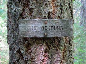 The Octopus