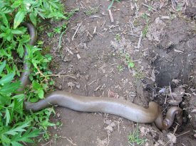 Rubber Boa
