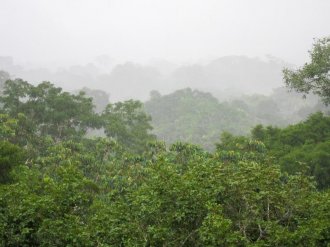 Canopy Tower View