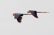 Scarlet Macaws